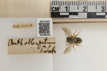 Media type: image;   Entomology 789229 Aspect: Labels
